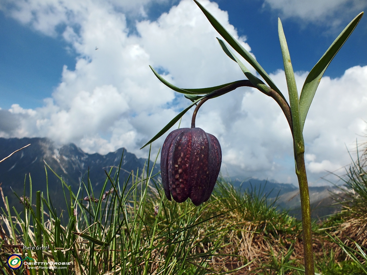 45 Fritillaria....JPG